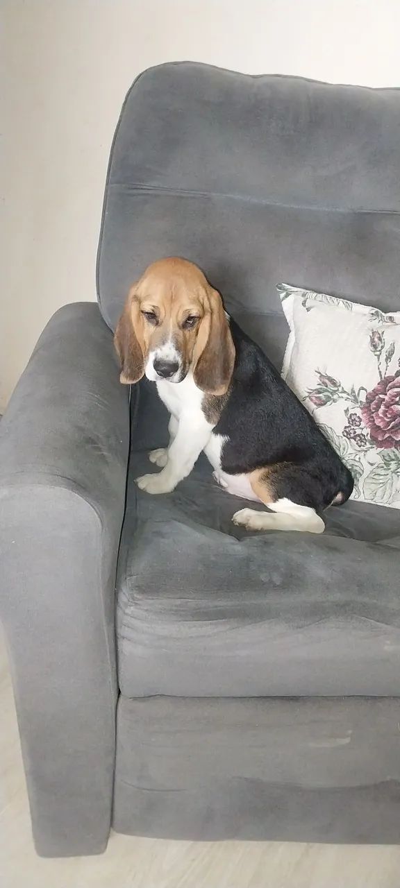 Filhote Beagle - Foto 2