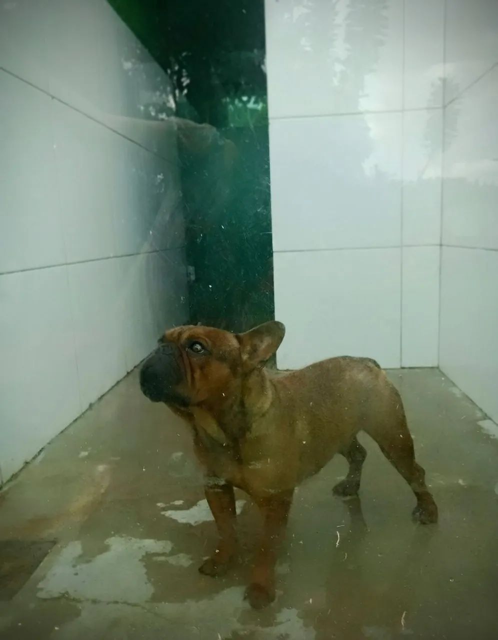 Bulldog Francês - Disponível para cruza