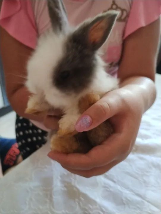 Coelhos Teddys - Foto 2