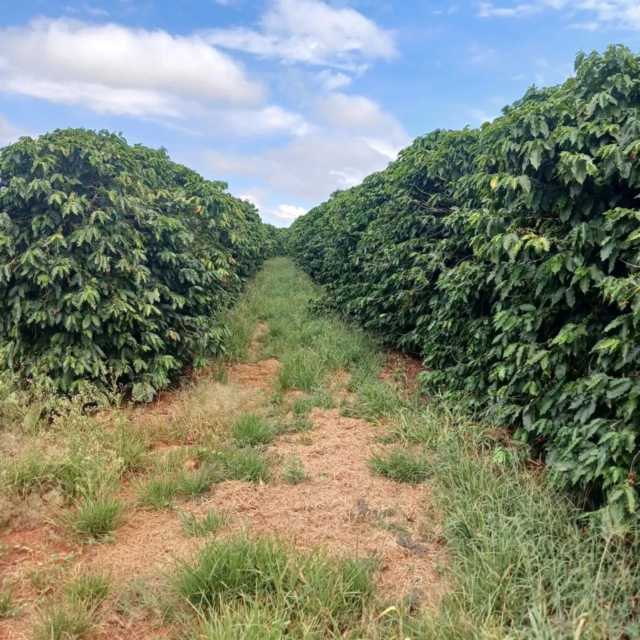 Fazenda de café a venda  - Foto 3