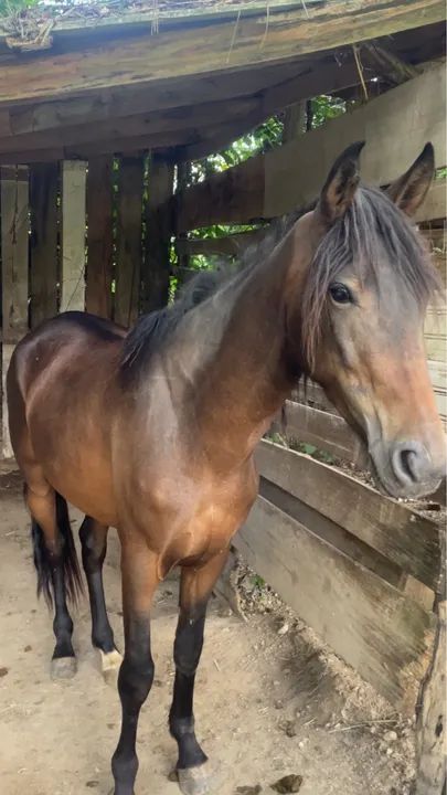 VENDO OU FAÇO BRICK 