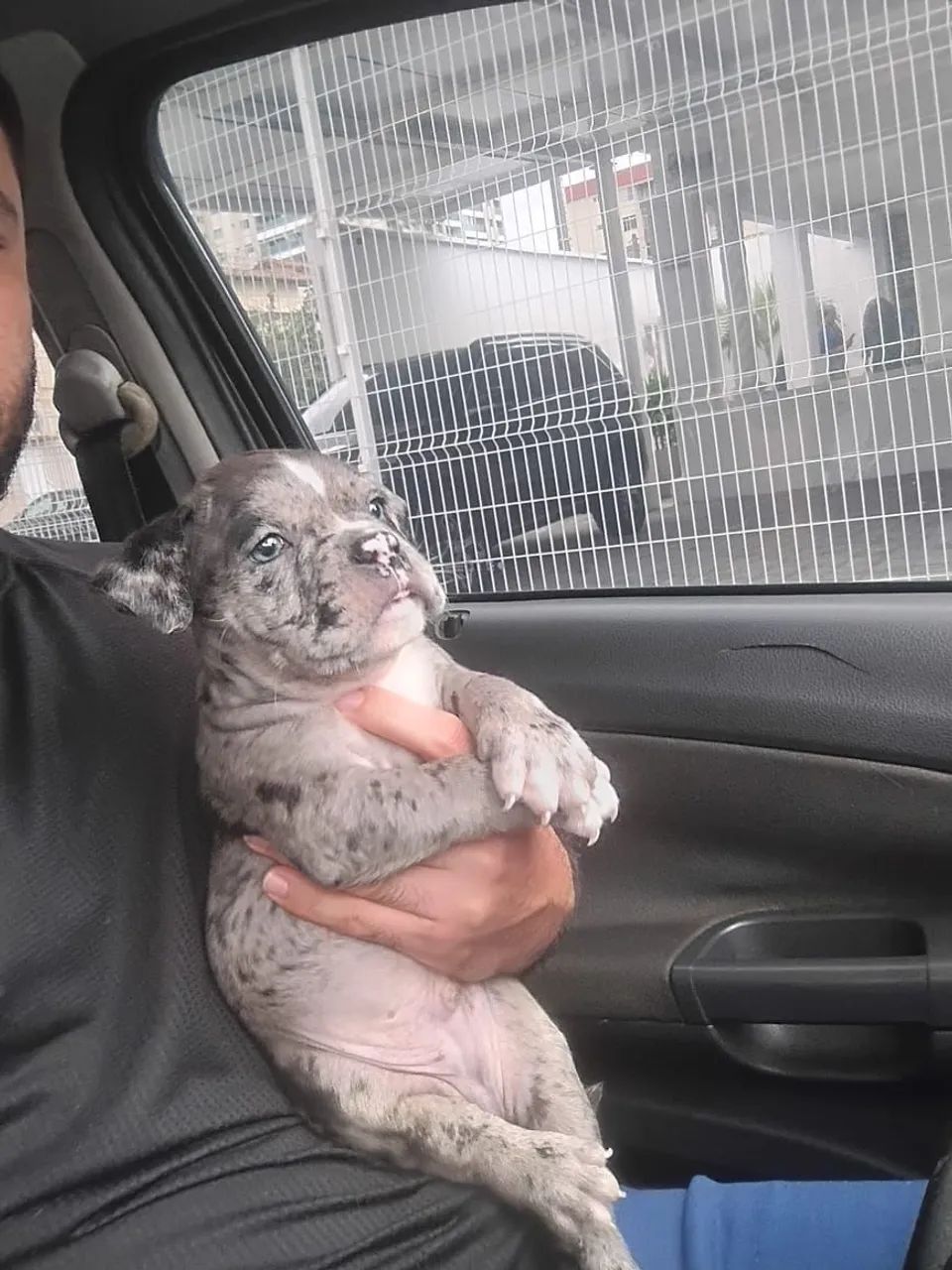 American Bully Merle Black - Com pedigree  - Foto 3