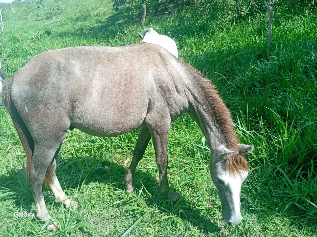 Potro a venda