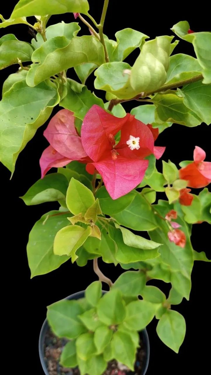 Muda de Primavera - Foto 3