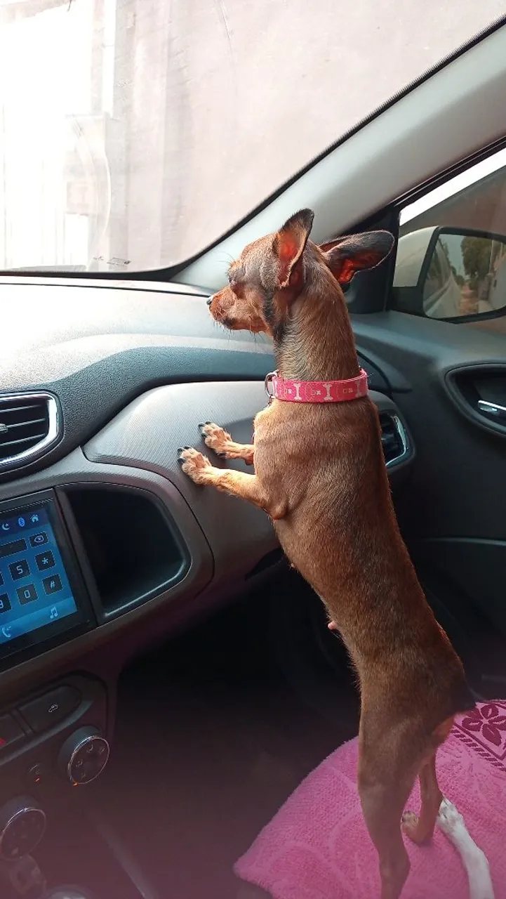 Pinscher marron- Femea - numero 01