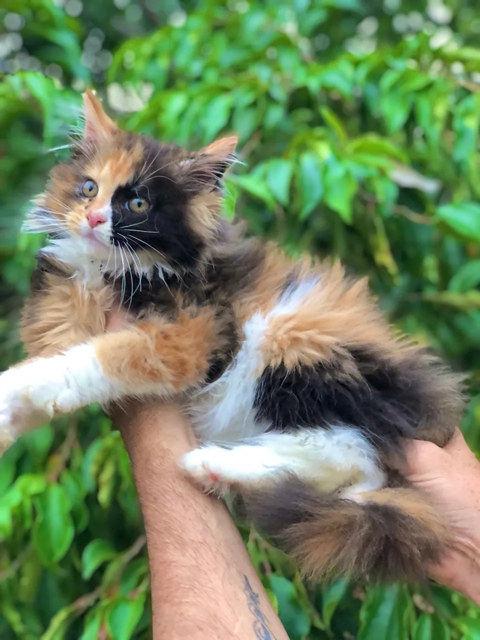 Maine Coon Tricolor