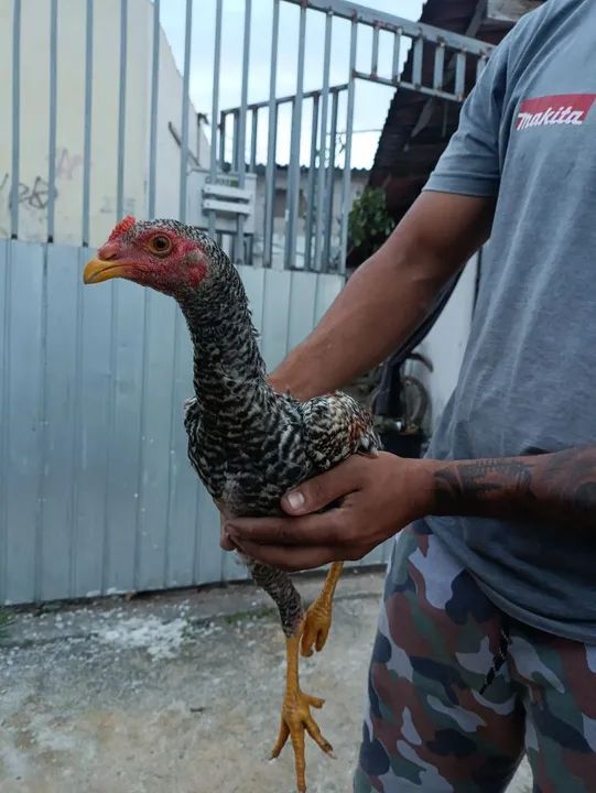 Frango indio - Foto 2