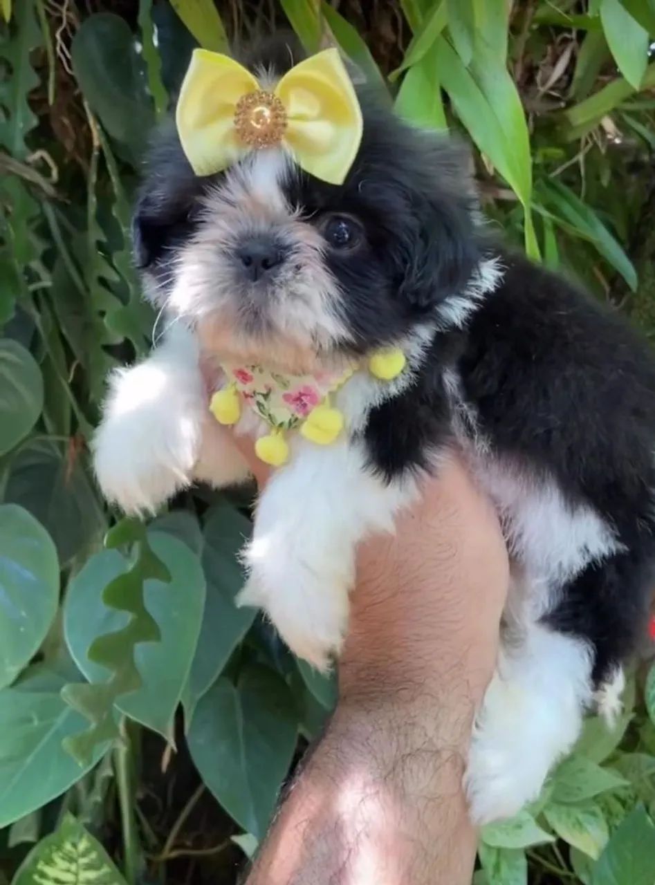 Shih Tzu fêmea preto e branco. 
