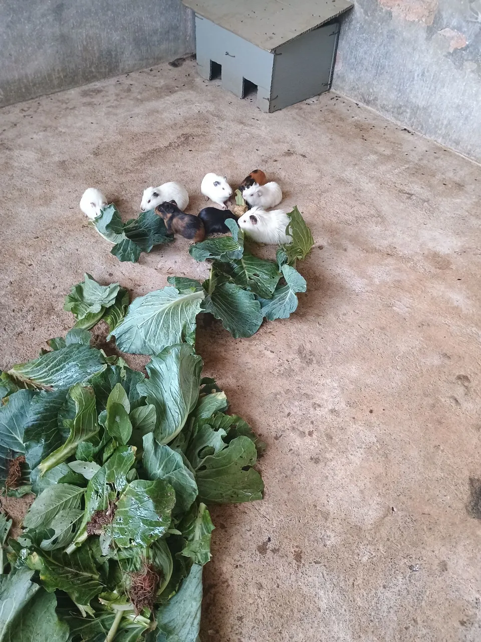 Preá (porquinho da índia) a venda