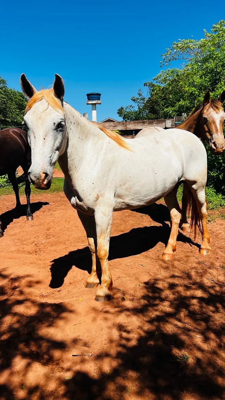 Cavalo Petiço marchador manso