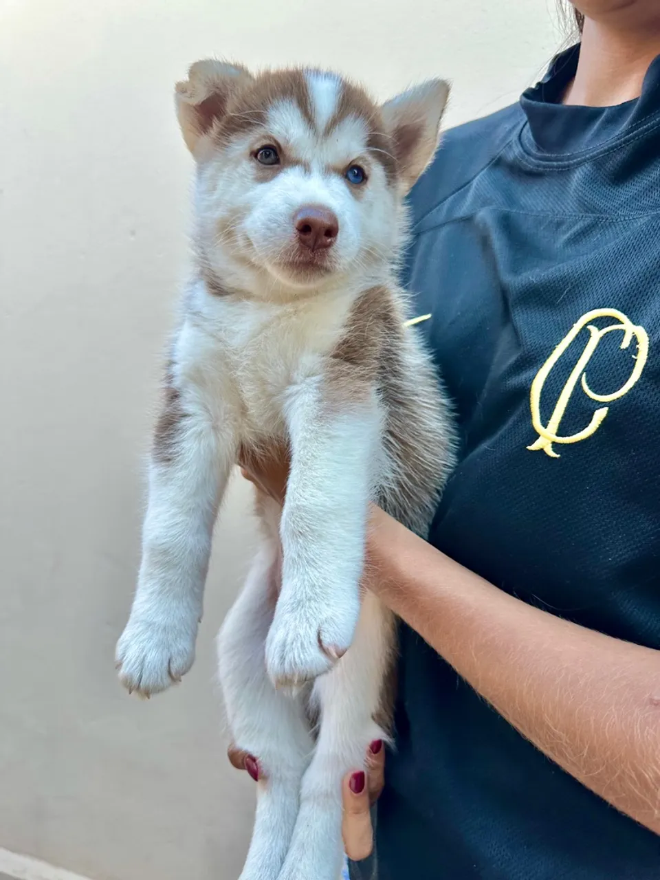 Filhote de Husky Siberiano disponível!
