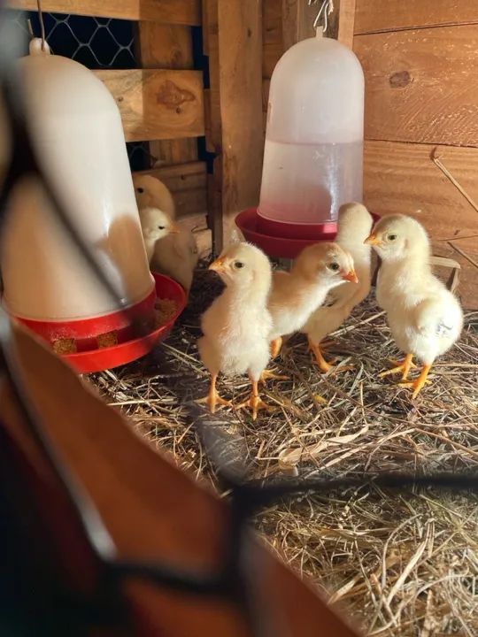 Pintos de 20 dias - R$ 40