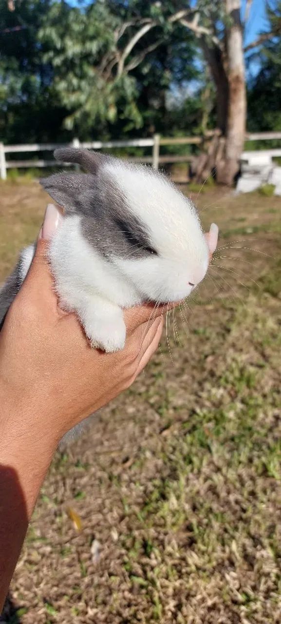 Coelho Mini Rex Holandês Branco e Cinza - Foto 5