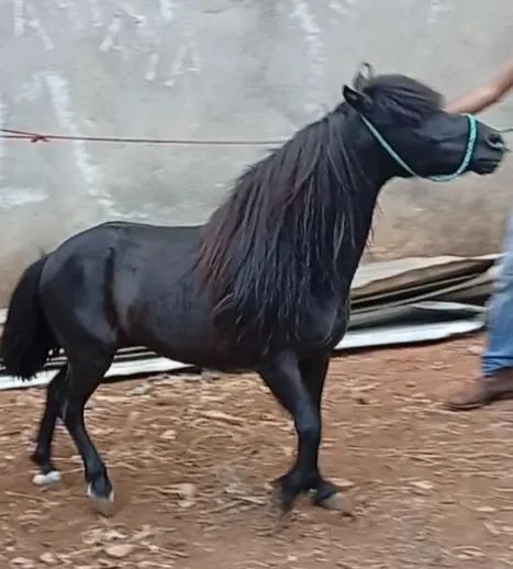 Vendo pônei  - Foto 4