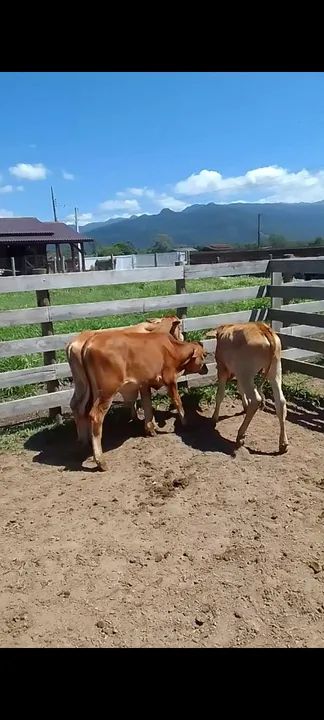 Bezerros para venda - Foto 2