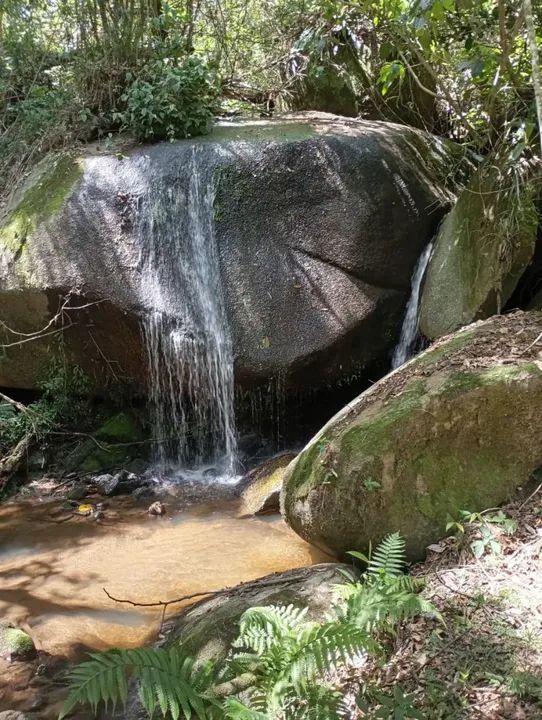 20 alqueires em Cunha divisa com Silveiras - Foto 4
