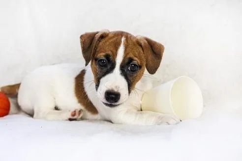 Jack Russell Babys Pequenos, Companheiros Ideais