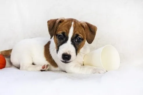 Jack Russell Babys Pequenos, Companheiros Ideais