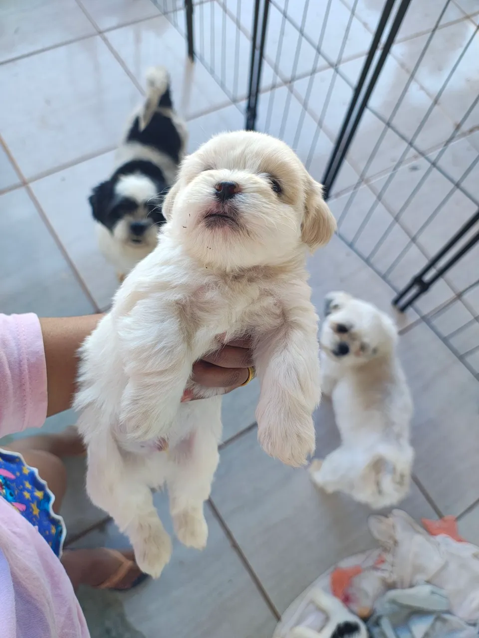 Filhotes Shih Tzu 2 machinho disponível para venda