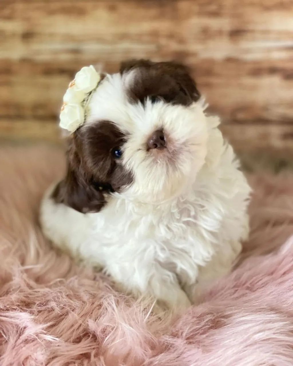 Filhote Shih Tzu macho e fêmea minis - Foto 3