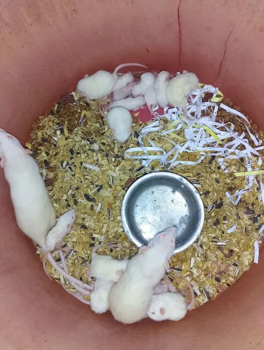 Ratos Twister brancos à venda