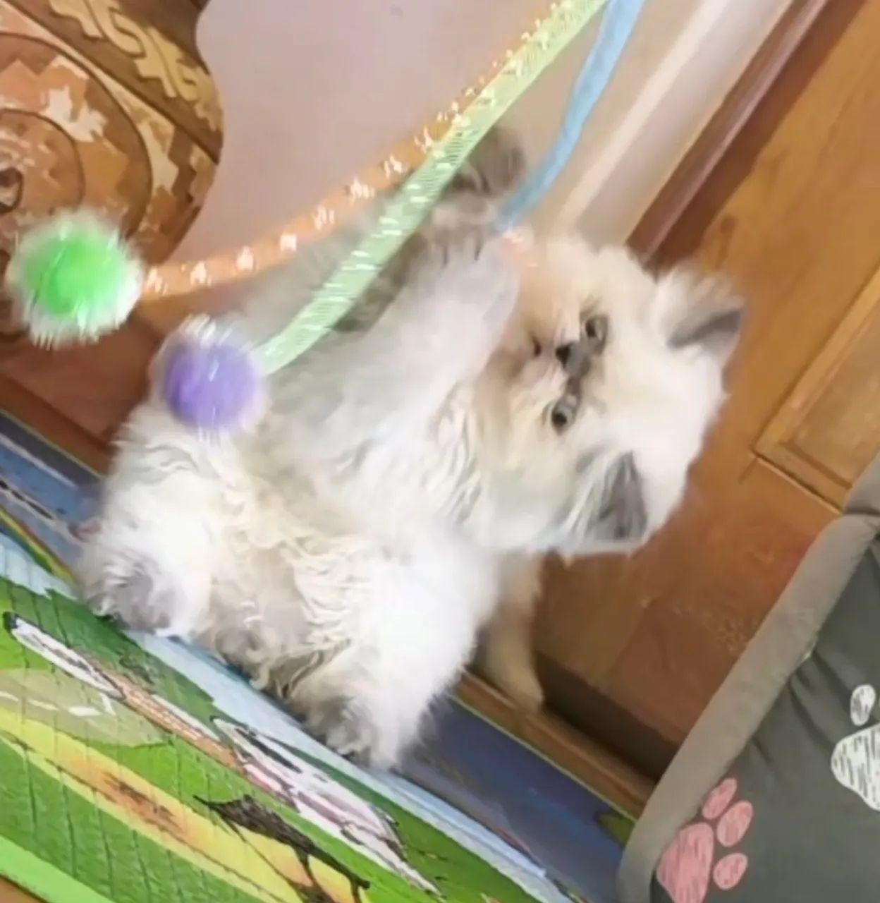 Gato persa, Himalaio 2 fêmeas brancas red point e 2 machos blue e seal - Foto 5