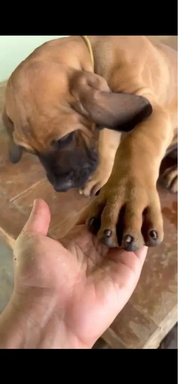 Fila Brasileiro
