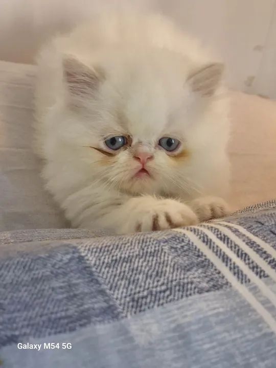 Gatinho Persa Himalaia macho  - Foto 3