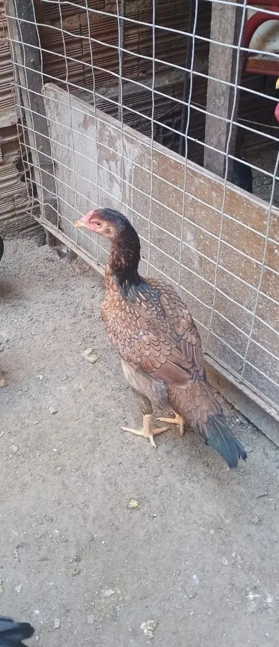 Frangos, e frangas da raça poedeira com índio gigante - Foto 3