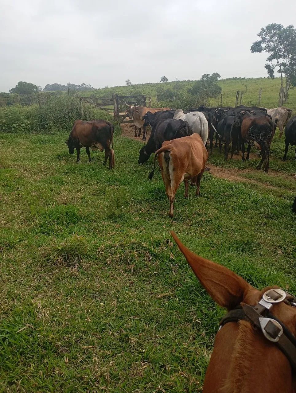 Vendo vacas leiteiras  - Foto 5