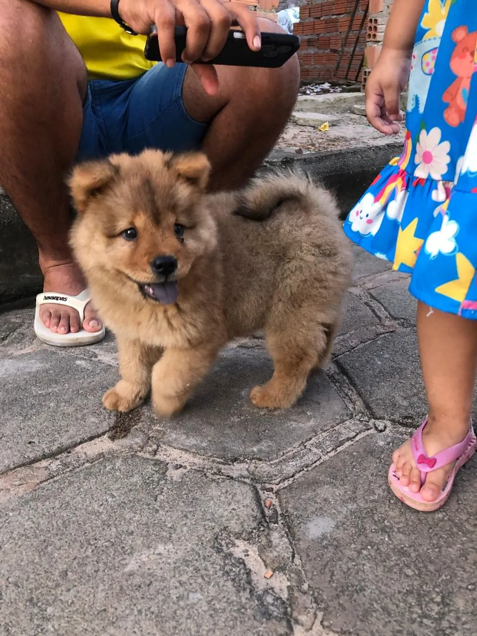 Filhote Chow-Chow