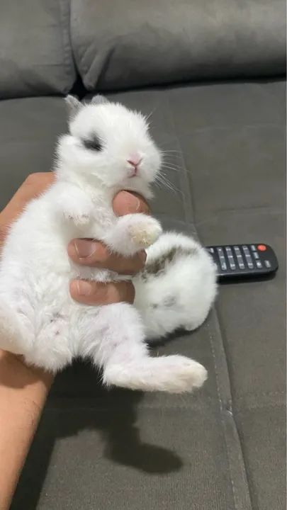 Coelhos filhotes de Mine Lions