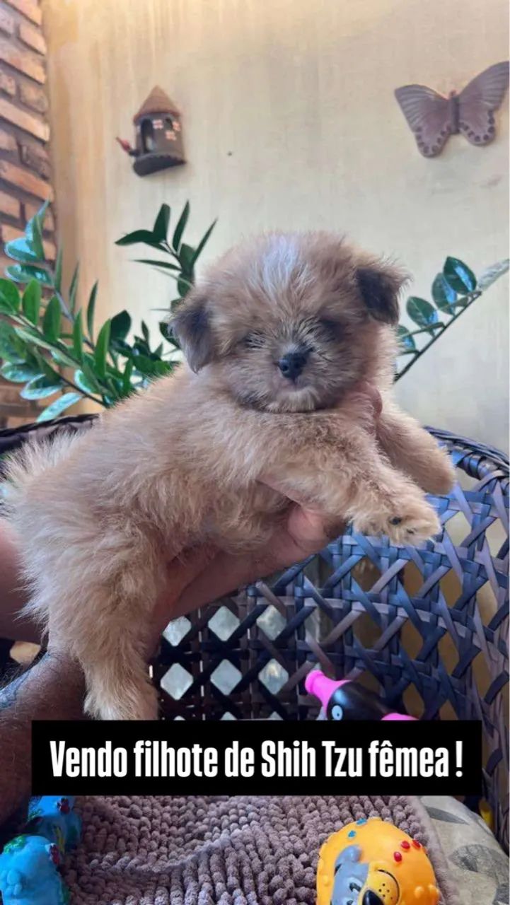 Filhote de Shih Tzu fêmea 