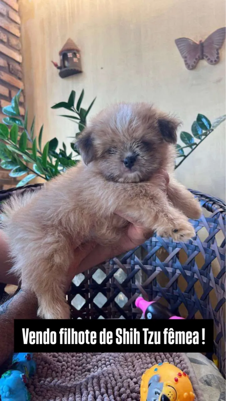 Filhote de Shih Tzu fêmea