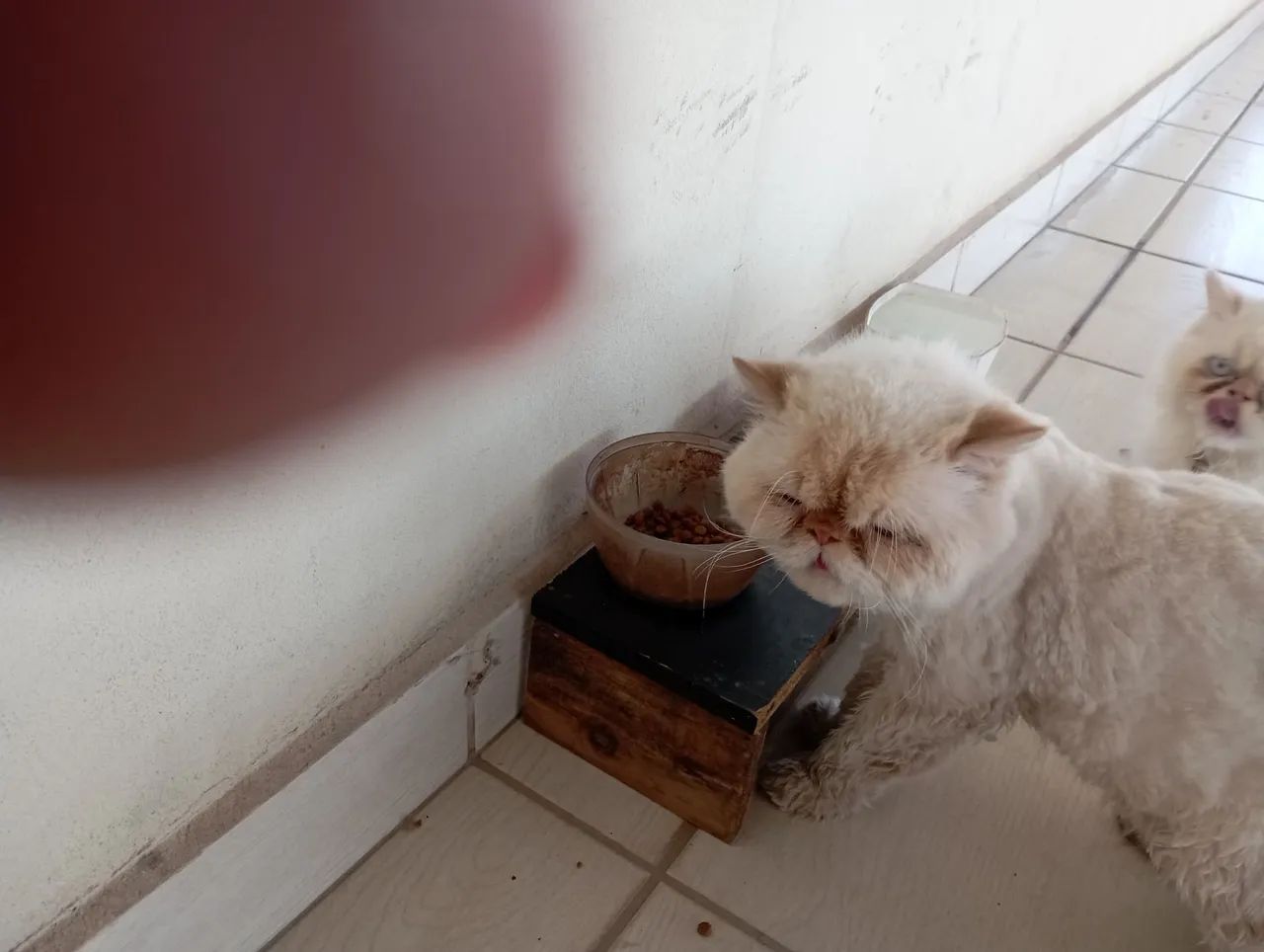 Gato Persa  - Foto 2