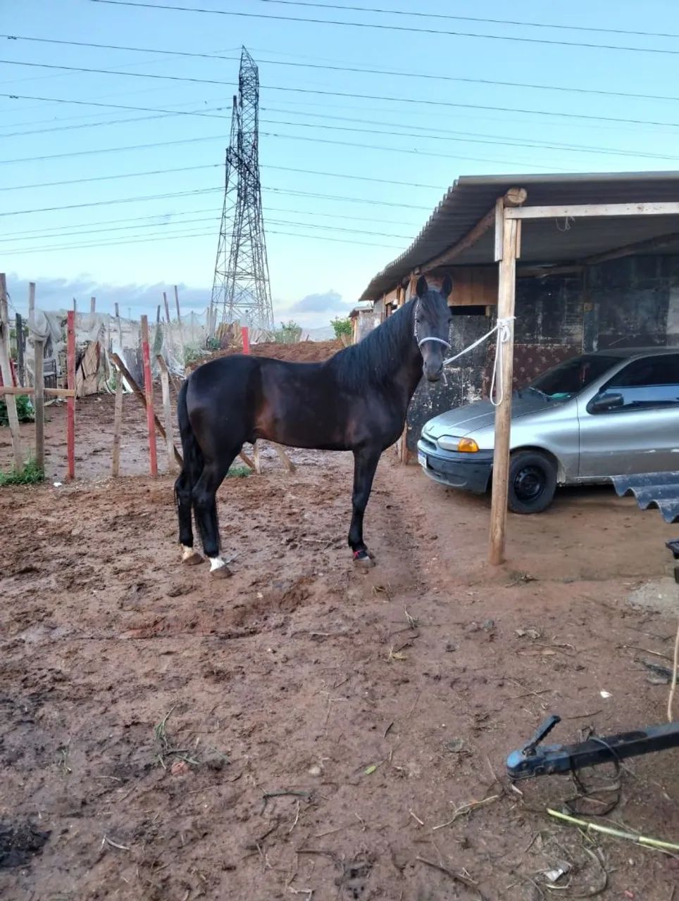 Cavalo Manga Larga Machador - Foto 4