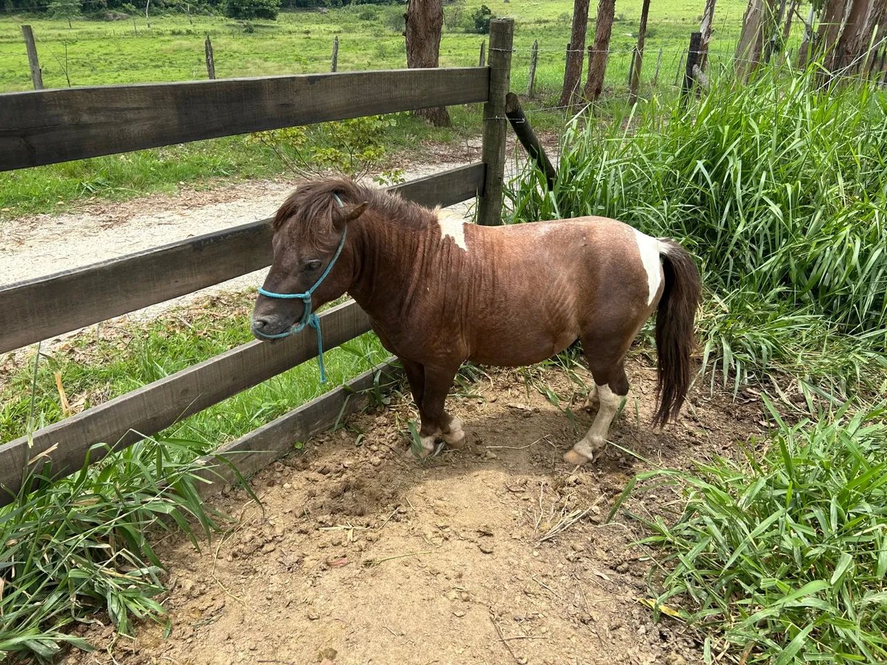 Mini Pônei - Pequeno e charmoso