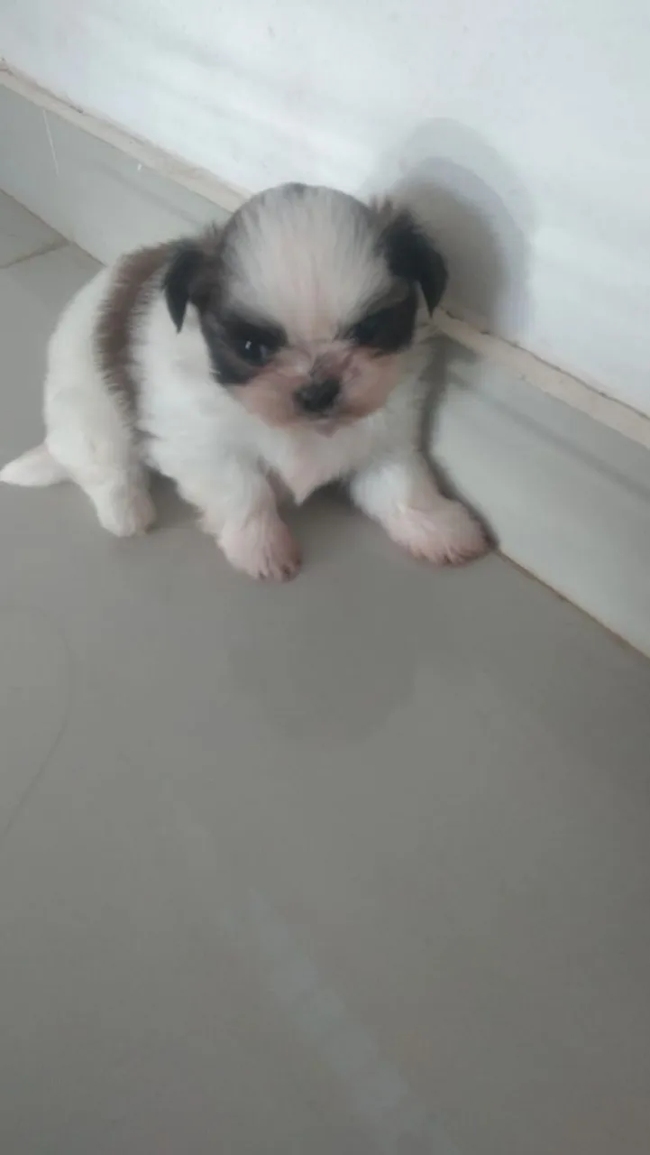 Filhote de Shih Tzu disponível! 500