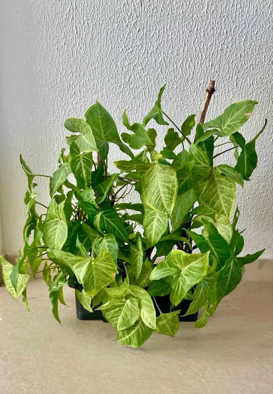 Vendo Planta Singônio