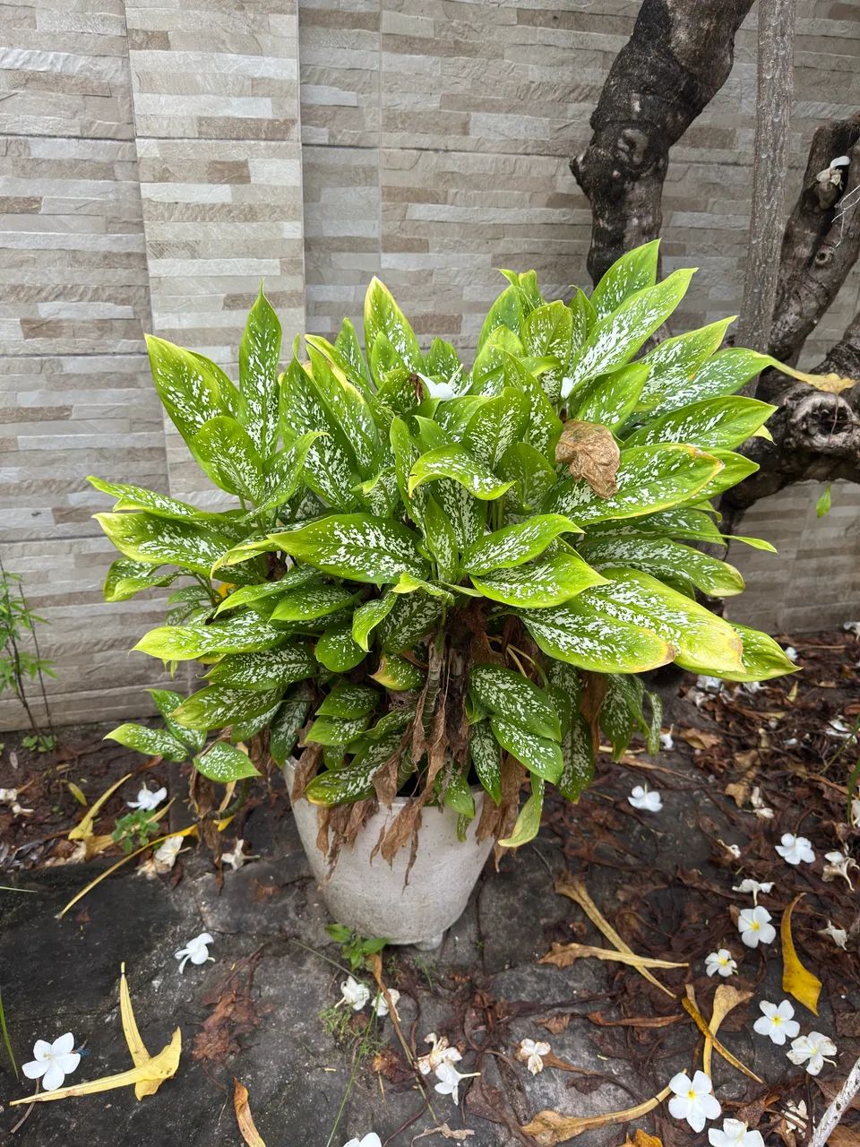 Plantas variadas com vaso incluso !  - Foto 2