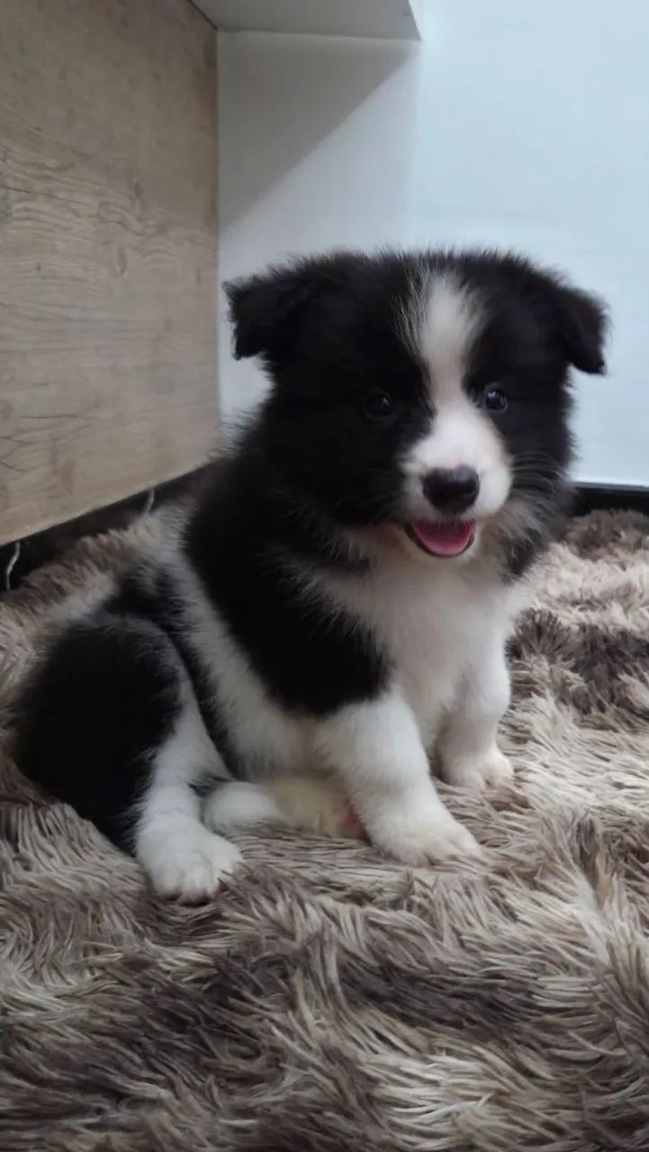 Border collie 