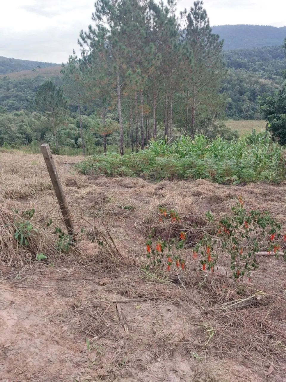 Otimo terreno de 4.500m2 em Bofete