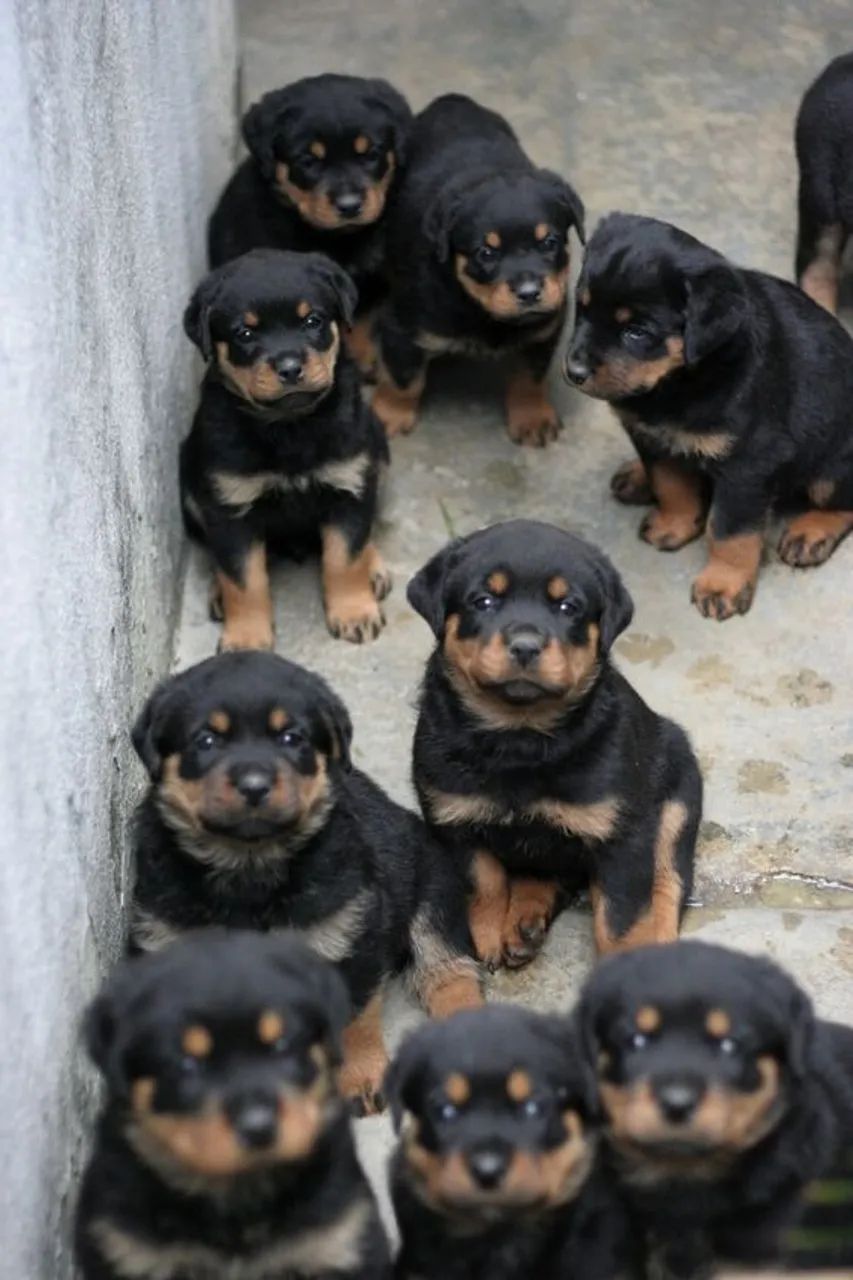 Rottweiller Machos e Femeas