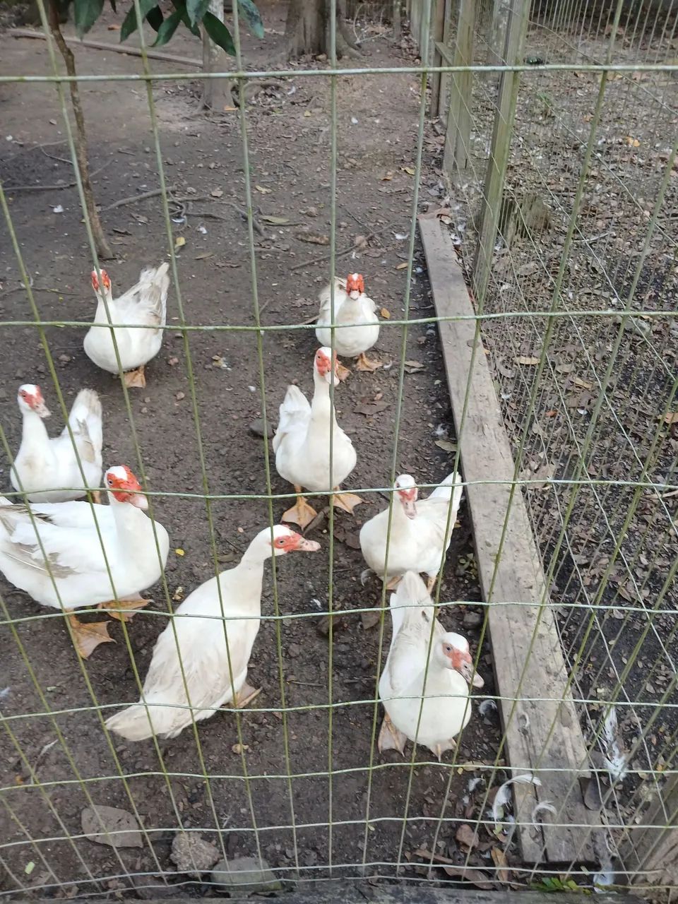 Galos e Patos  - Foto 3