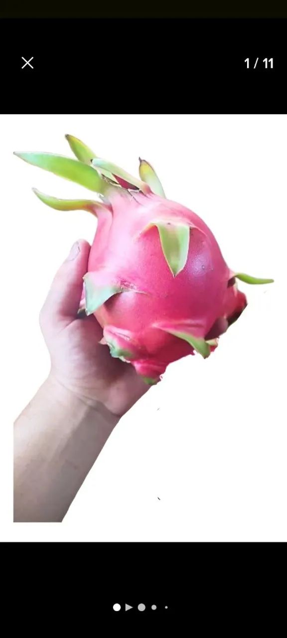 Mudas de pitaya  - Foto 4
