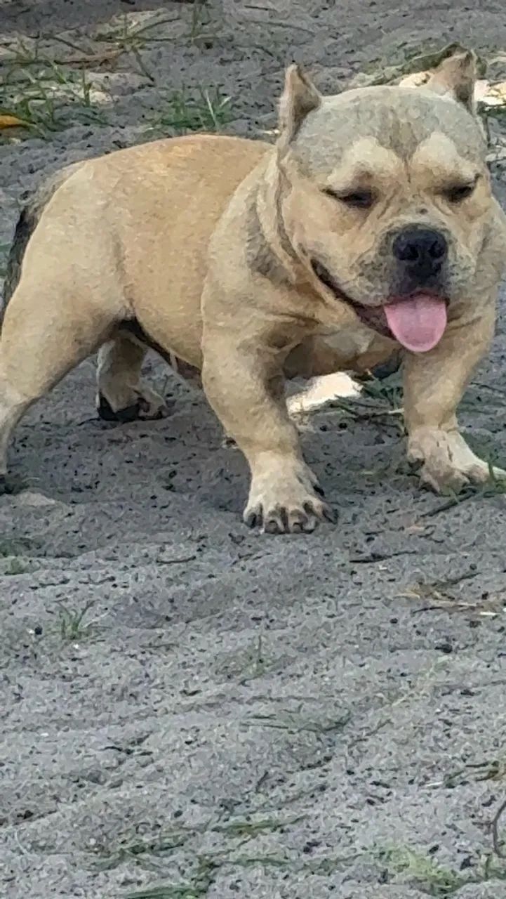American Bully  - Foto 2