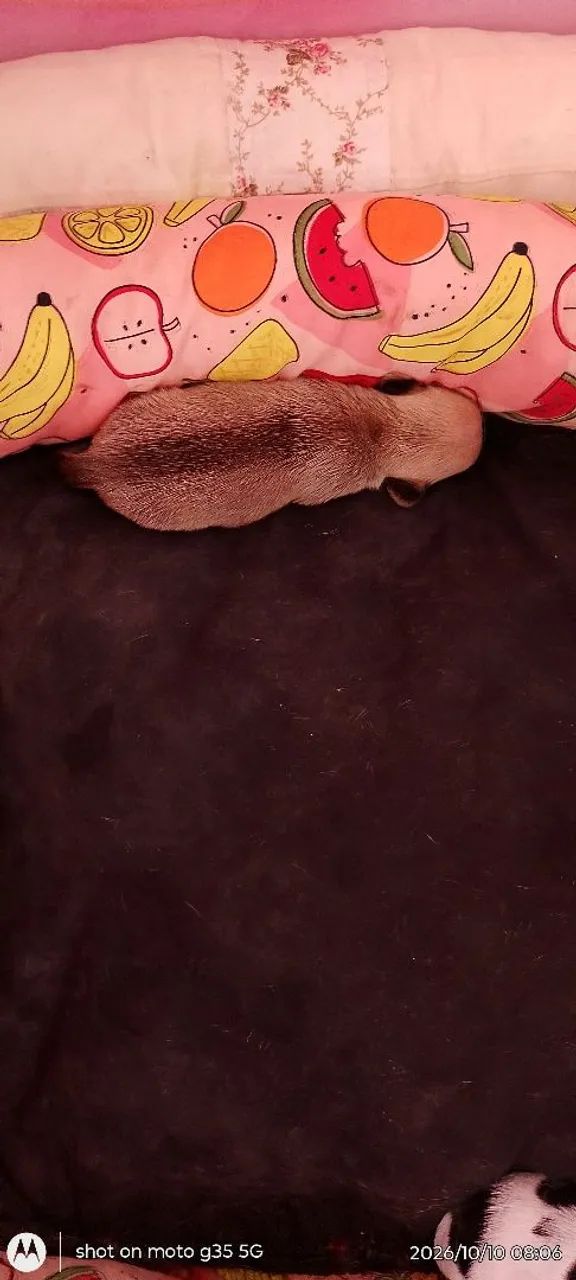 Pets  - Foto 4