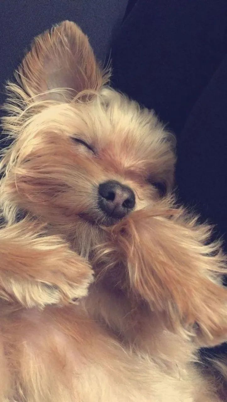 Yorkshire terrier  - Foto 2