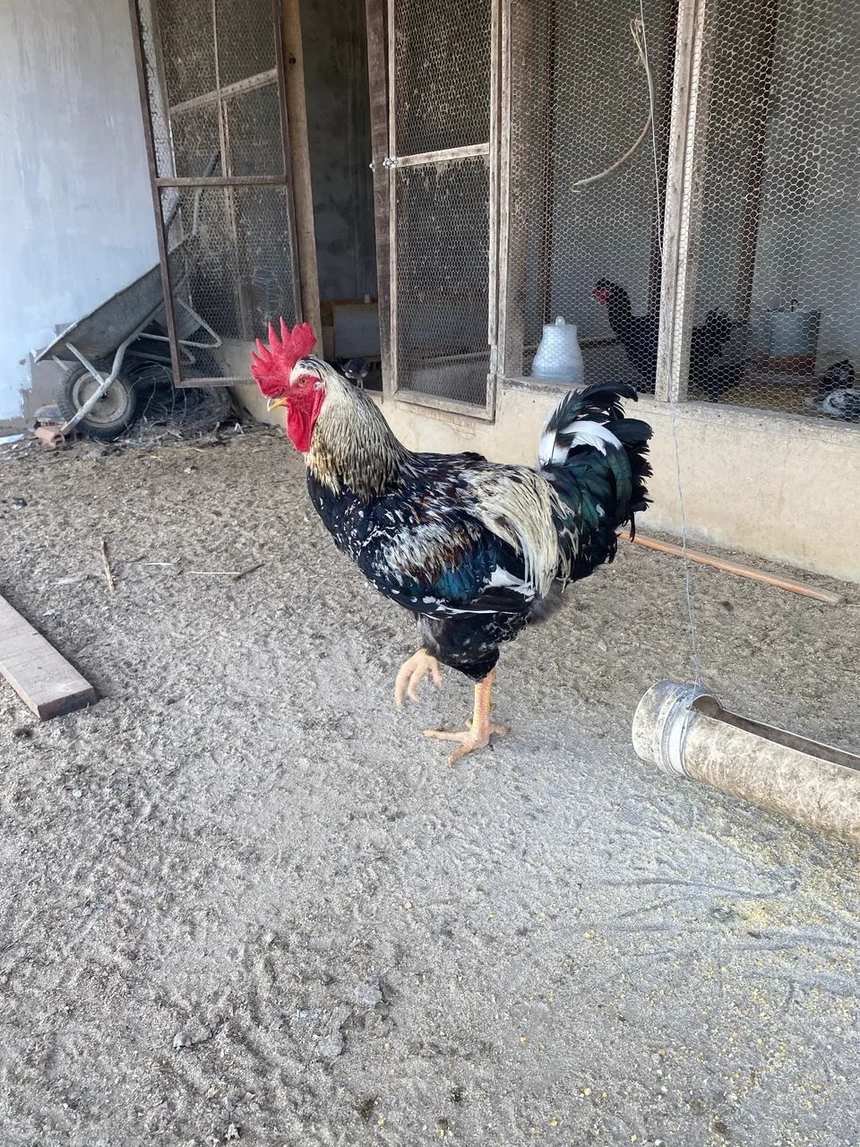 Galo balão  - Foto 4