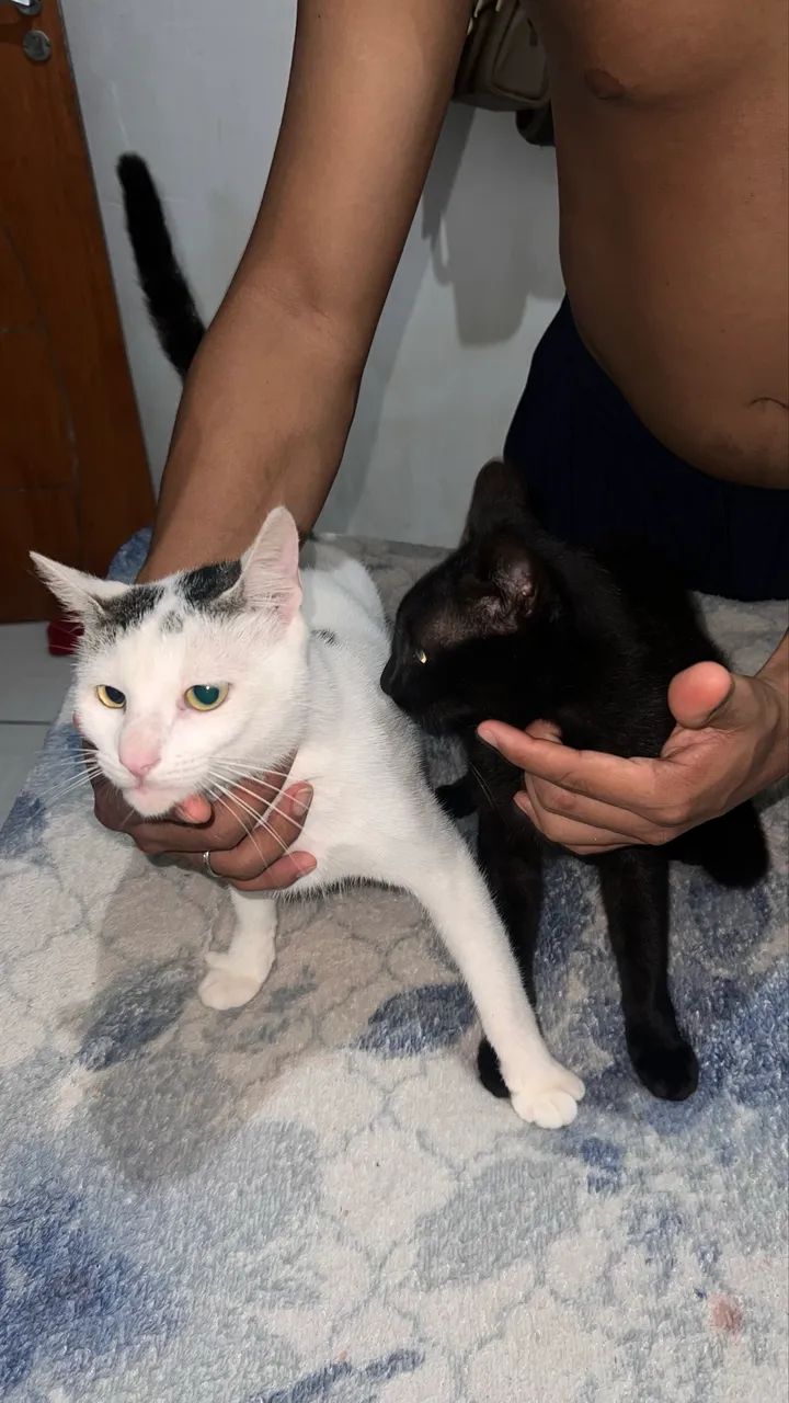 Doa-se gatinhos  - Foto 2